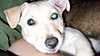 groups/149-pets-pets-more-pets/pictures/90691-my-dog-whitey-he%27s.jpg