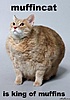 groups/561-ice-breakers/pictures/91597-muffin-cat-he-looks.jpg